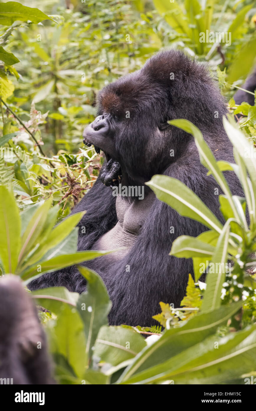 I gorilla di montagna al Parco Nazionale Vulcani delle Hawaii, Ruanda (Kuryama gruppo) Foto Stock