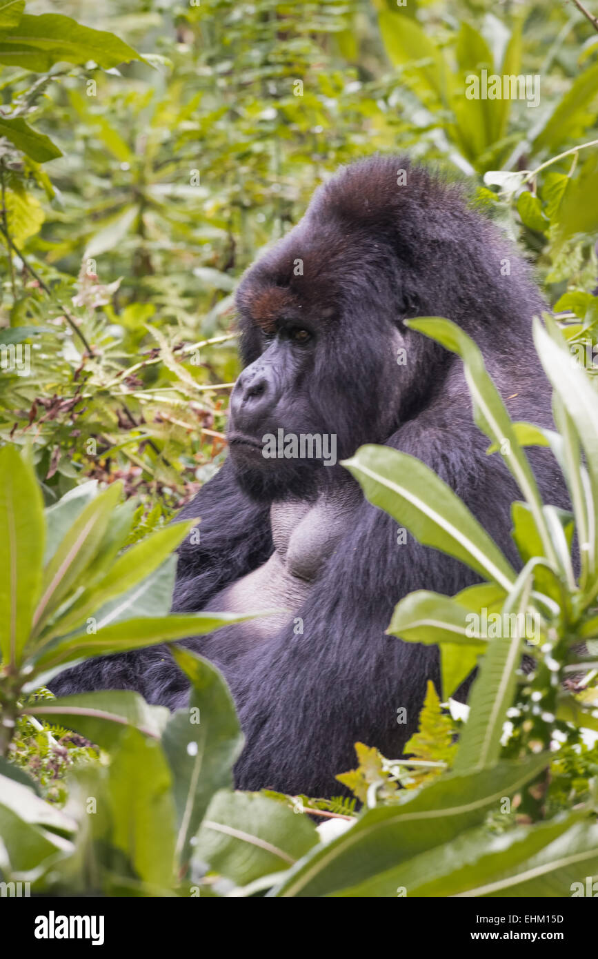 I gorilla di montagna al Parco Nazionale Vulcani delle Hawaii, Ruanda (Kuryama gruppo) Foto Stock