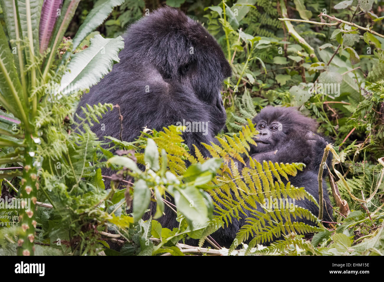 I gorilla di montagna al Parco Nazionale Vulcani delle Hawaii, Ruanda (Kuryama gruppo) Foto Stock