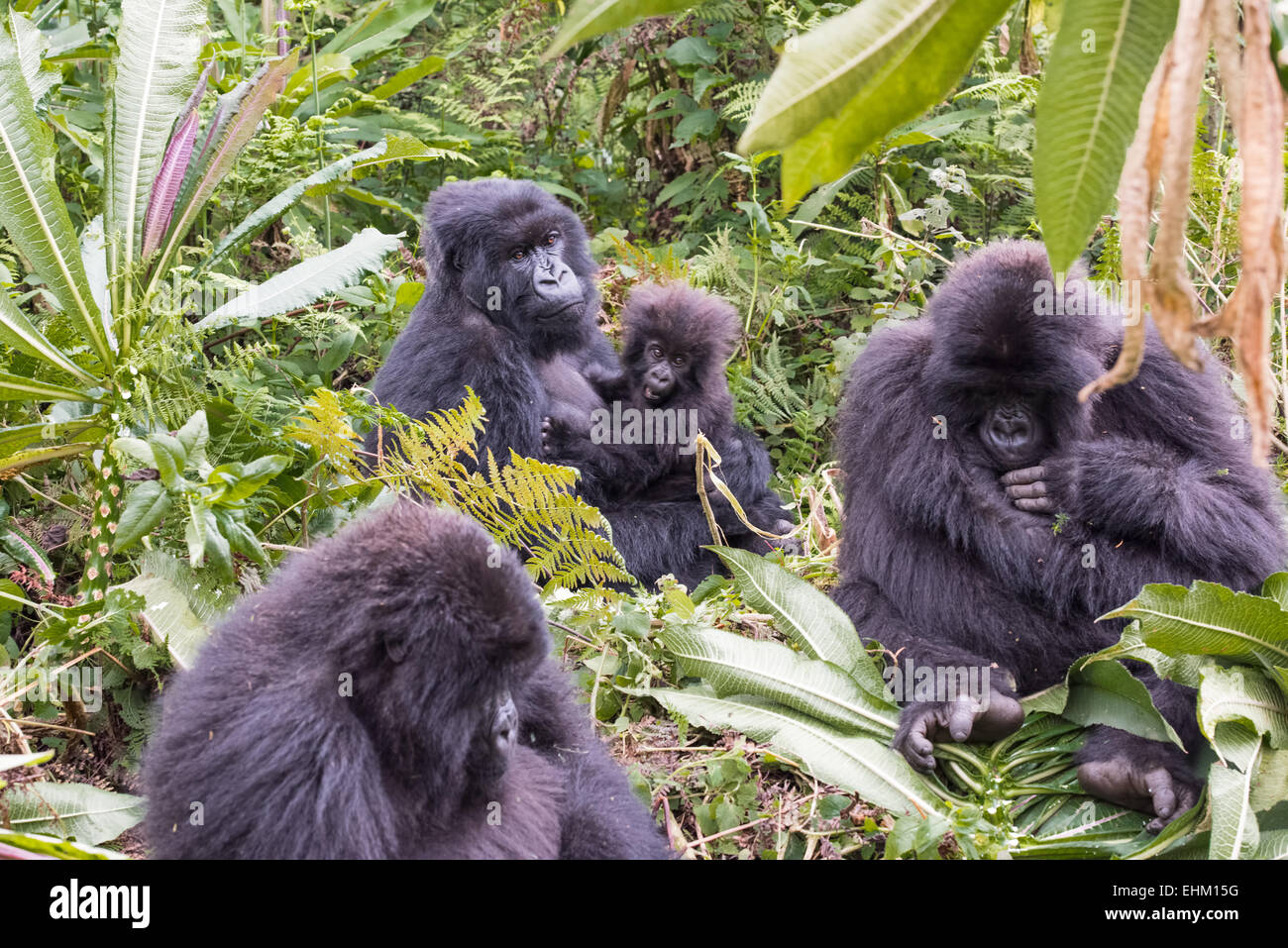 I gorilla di montagna al Parco Nazionale Vulcani delle Hawaii, Ruanda (Kuryama gruppo) Foto Stock