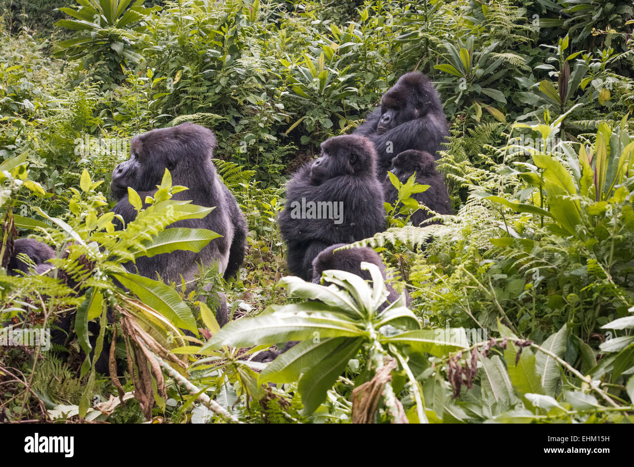 I gorilla di montagna al Parco Nazionale Vulcani delle Hawaii, Ruanda (Kuryama gruppo) Foto Stock