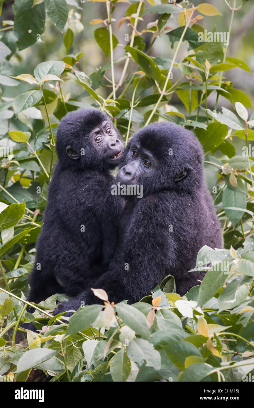 Gorilla di Montagna nella Foresta impenetrabile di Bwindi, Uganda (Kyaguliro gruppo) Foto Stock