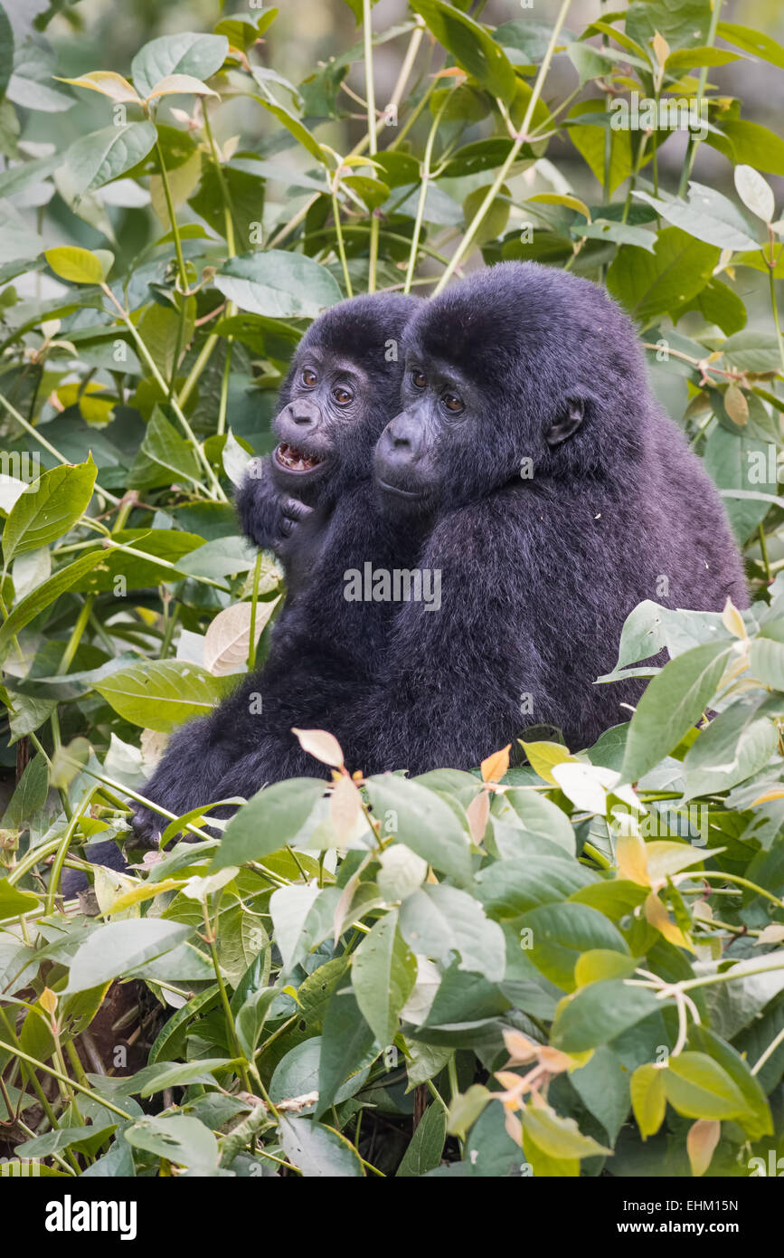 Gorilla di Montagna nella Foresta impenetrabile di Bwindi, Uganda (Kyaguliro gruppo) Foto Stock