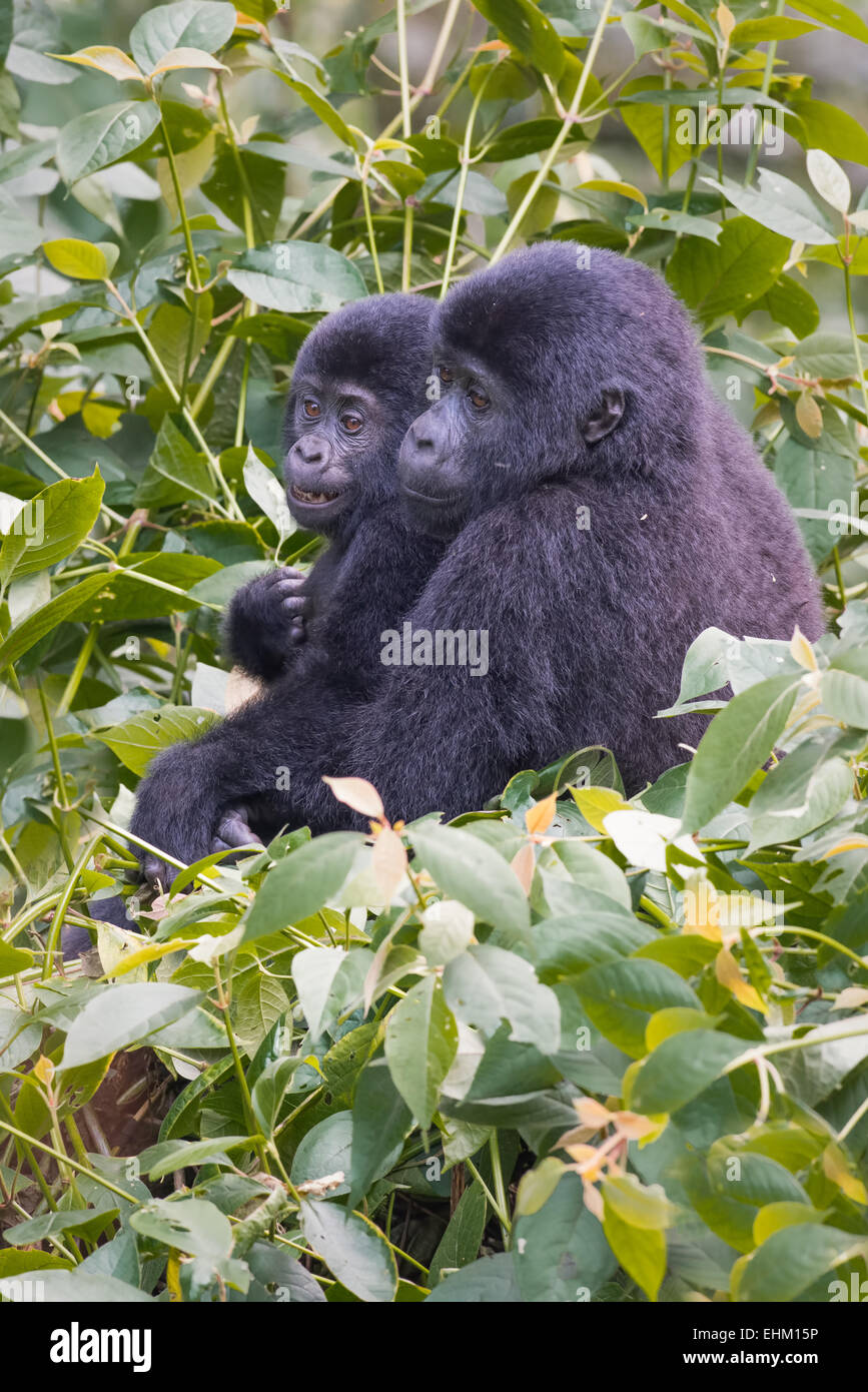 Gorilla di Montagna nella Foresta impenetrabile di Bwindi, Uganda (Kyaguliro gruppo) Foto Stock