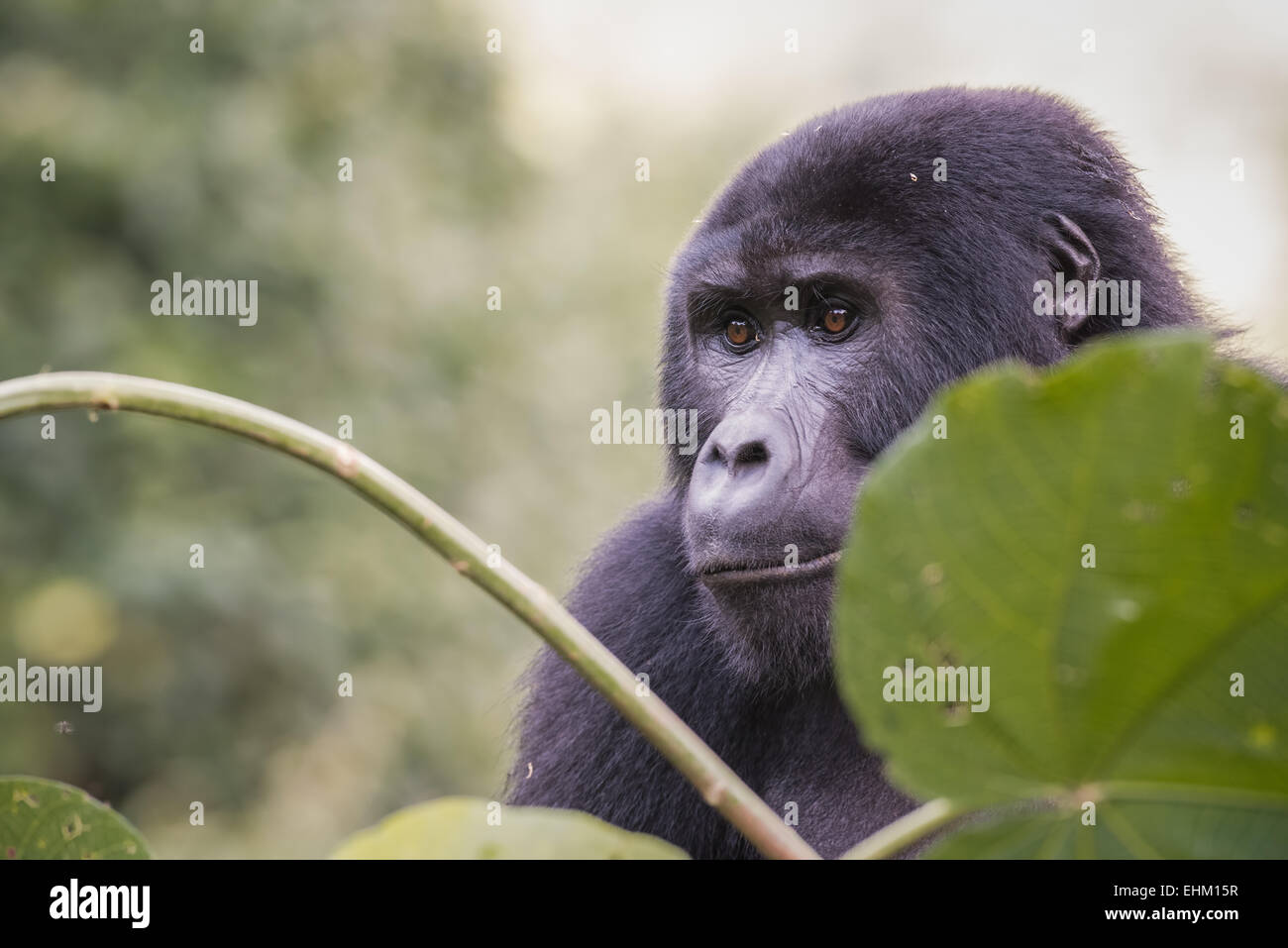 Gorilla di Montagna nella Foresta impenetrabile di Bwindi, Uganda (Kyaguliro gruppo) Foto Stock