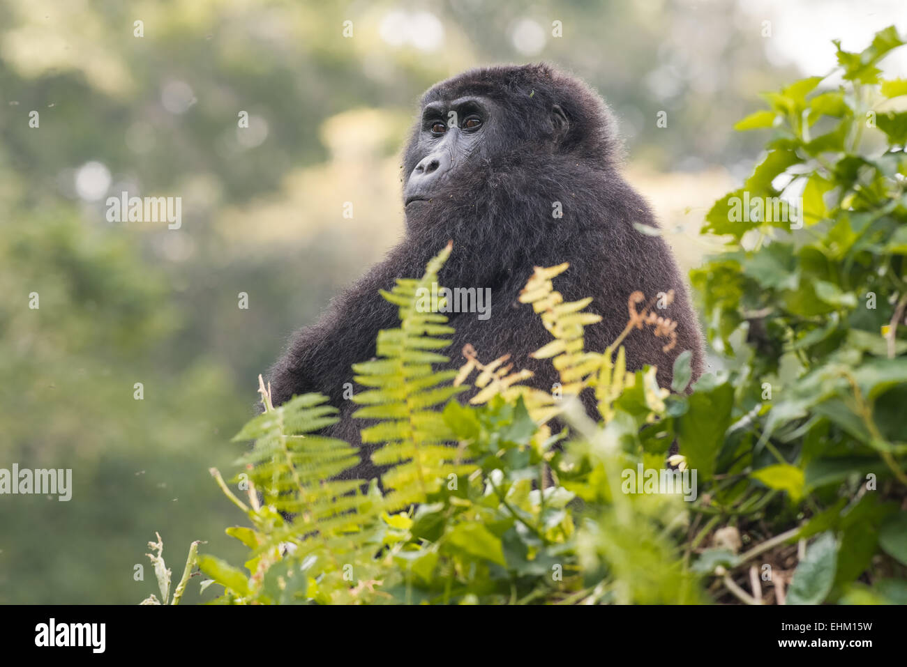 Gorilla di Montagna nella Foresta impenetrabile di Bwindi, Uganda (Kyaguliro gruppo) Foto Stock