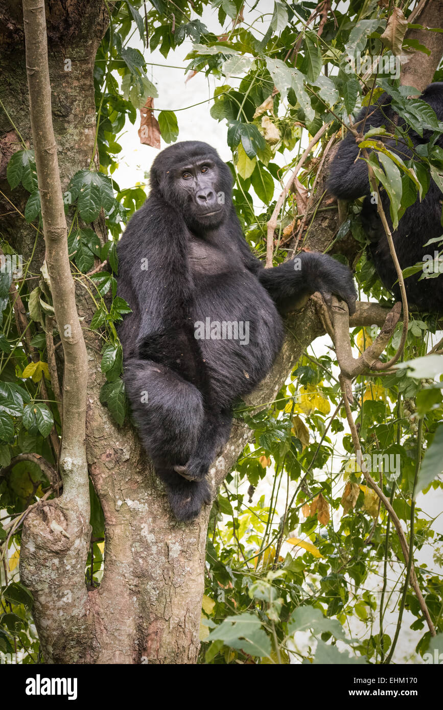 Gorilla di Montagna nella Foresta impenetrabile di Bwindi, Uganda (Rushegura gruppo) Foto Stock