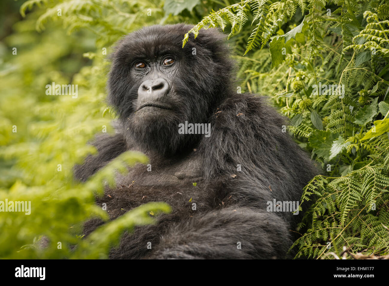 Foto di stock di gorilla di montagna nel Parco Nazionale dei Vulcani, Ruanda (Sabyinyo gruppo) Foto Stock