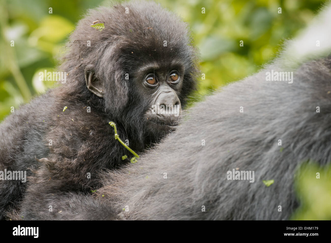 Foto di stock di gorilla di montagna nel Parco Nazionale dei Vulcani, Ruanda (Sabyinyo gruppo) Foto Stock