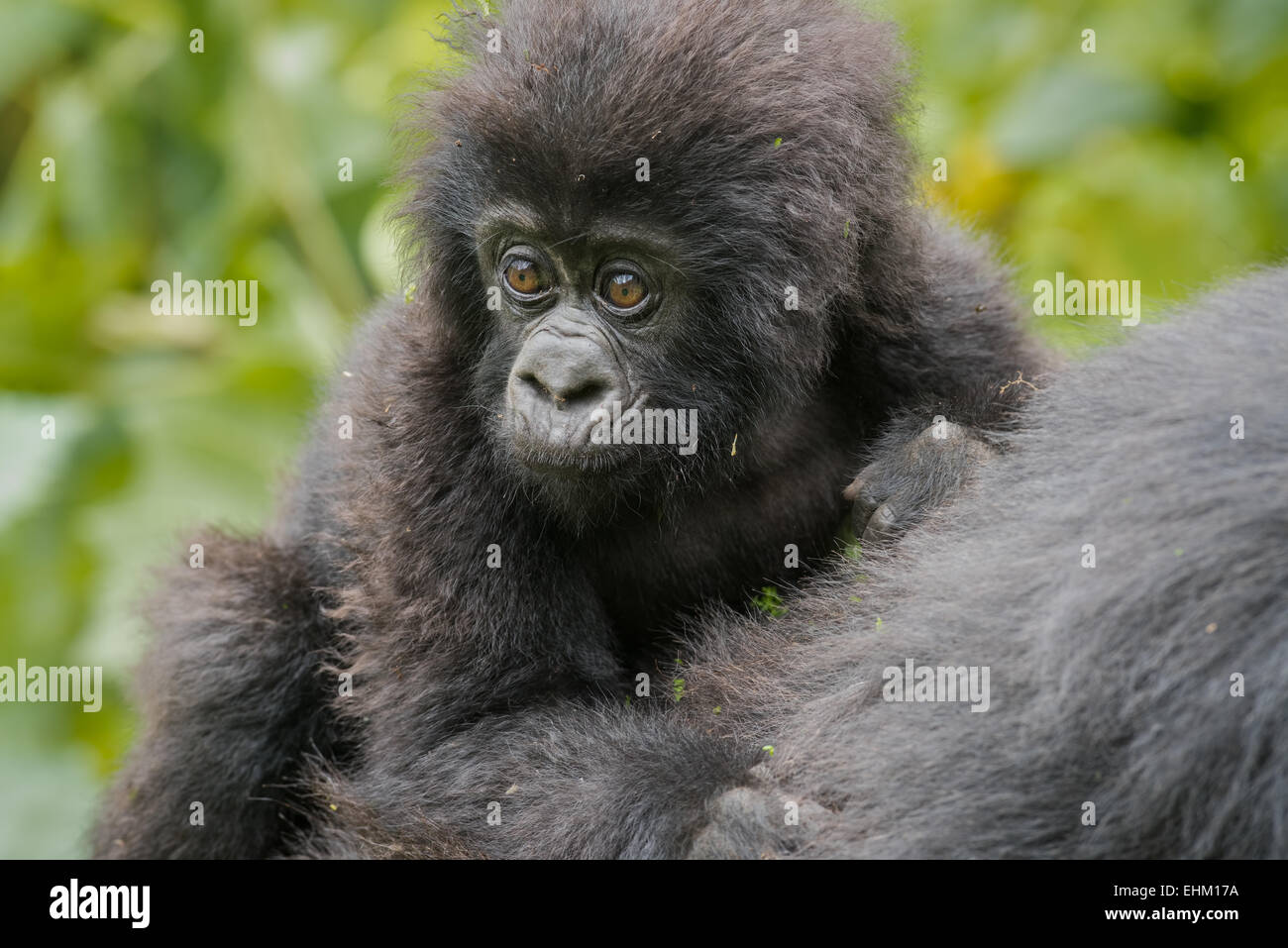 Foto di stock di gorilla di montagna nel Parco Nazionale dei Vulcani, Ruanda (Sabyinyo gruppo) Foto Stock