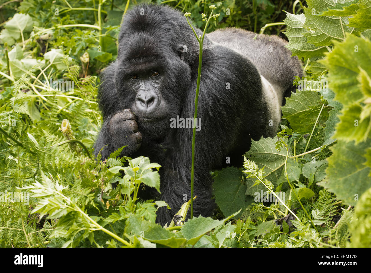 Foto di stock di gorilla di montagna nel Parco Nazionale dei Vulcani, Ruanda (Sabyinyo gruppo) Foto Stock