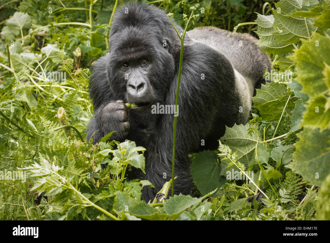 Foto di stock di gorilla di montagna nel Parco Nazionale dei Vulcani, Ruanda (Sabyinyo gruppo) Foto Stock
