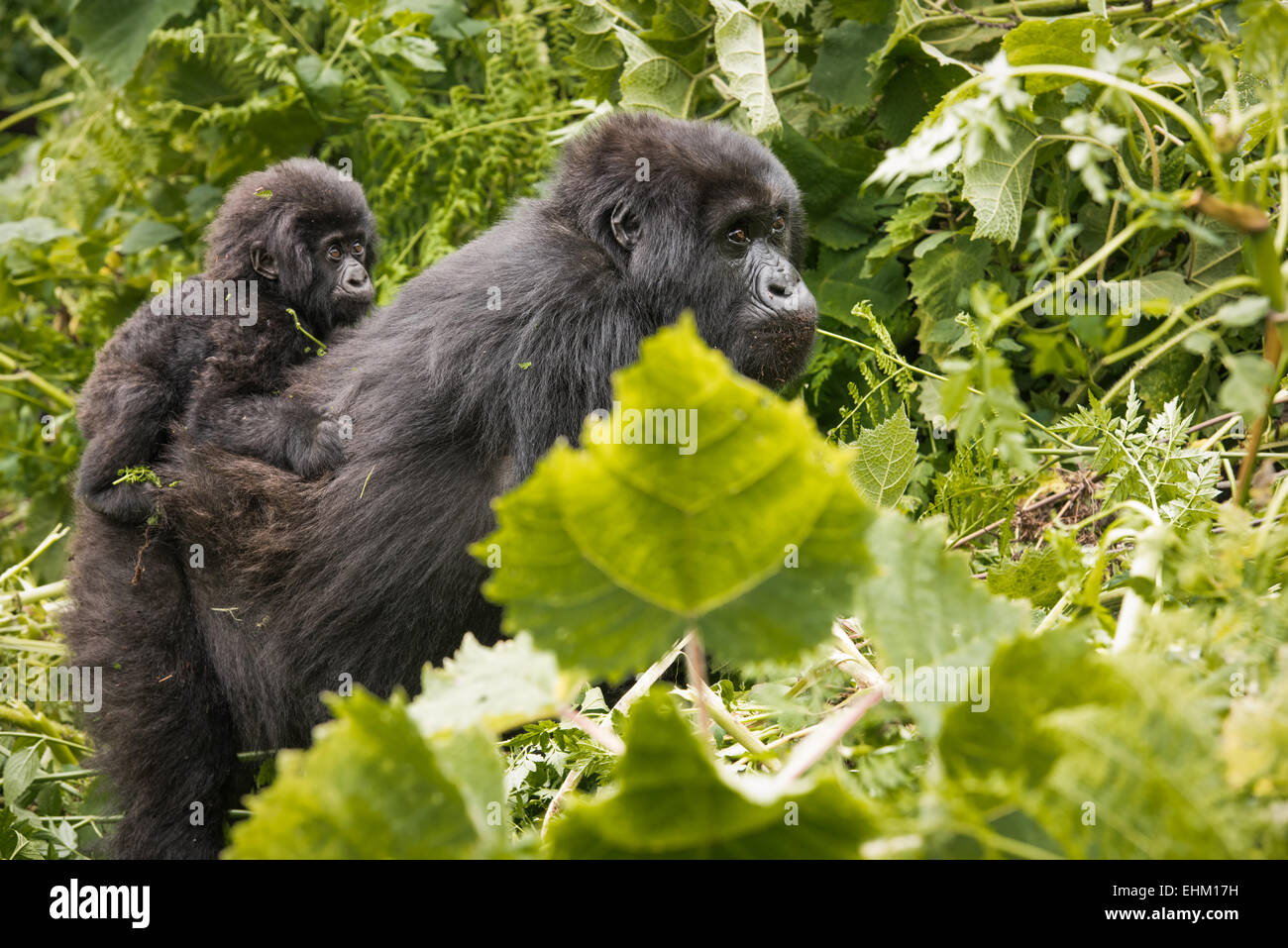 Foto di stock di gorilla di montagna nel Parco Nazionale dei Vulcani, Ruanda (Sabyinyo gruppo) Foto Stock