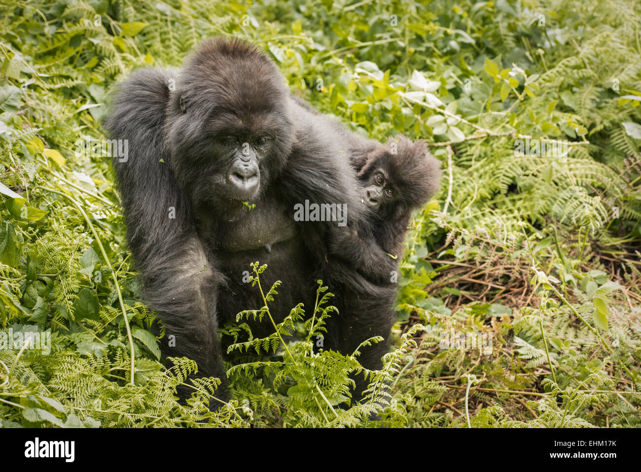Foto di stock di gorilla di montagna nel Parco Nazionale dei Vulcani, Ruanda (Sabyinyo gruppo) Foto Stock