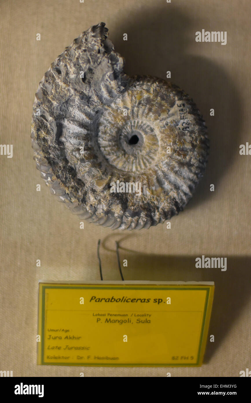 Fossile di Paraboliceras sp da Mangole Isola, Molucca, al Museo di geologia, Bandung, Indonesia. Foto Stock