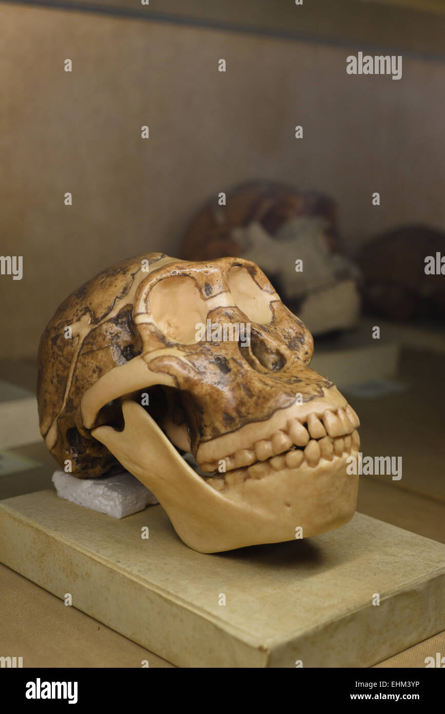 Replica di Australopithecus afarensis cranio trovato in Etiopia, Africa, esposto al Museo di geologia, Bandung, Indonesia. Foto Stock