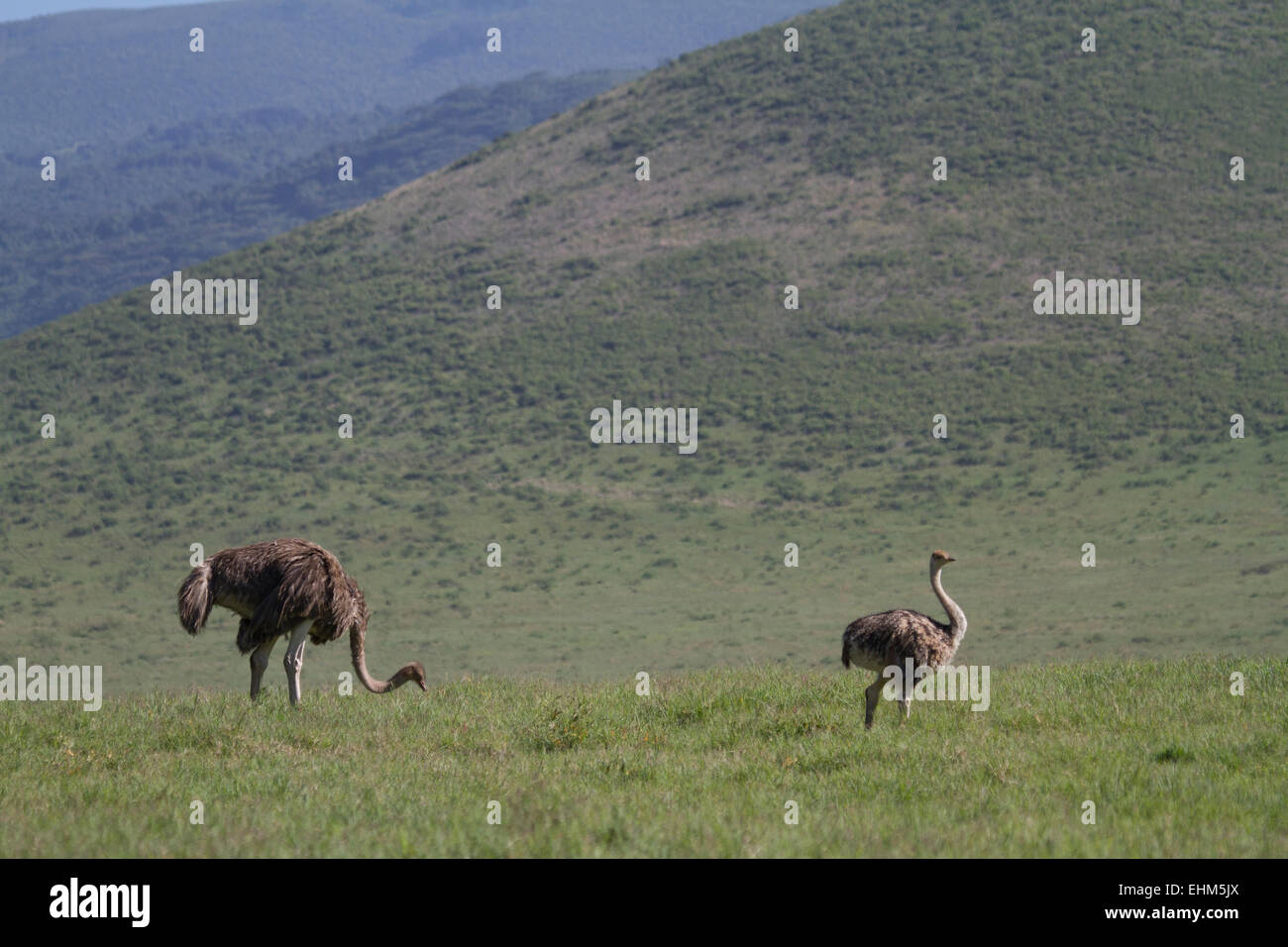 Due femmina comune (struzzo Struthio camelus) nel cratere Ngorogoro Foto Stock