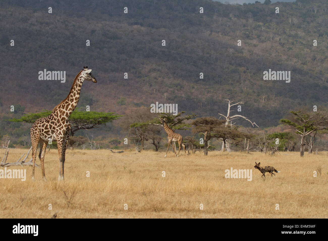 La giraffa fissando un cane selvatico che corre verso di esso. Foto Stock