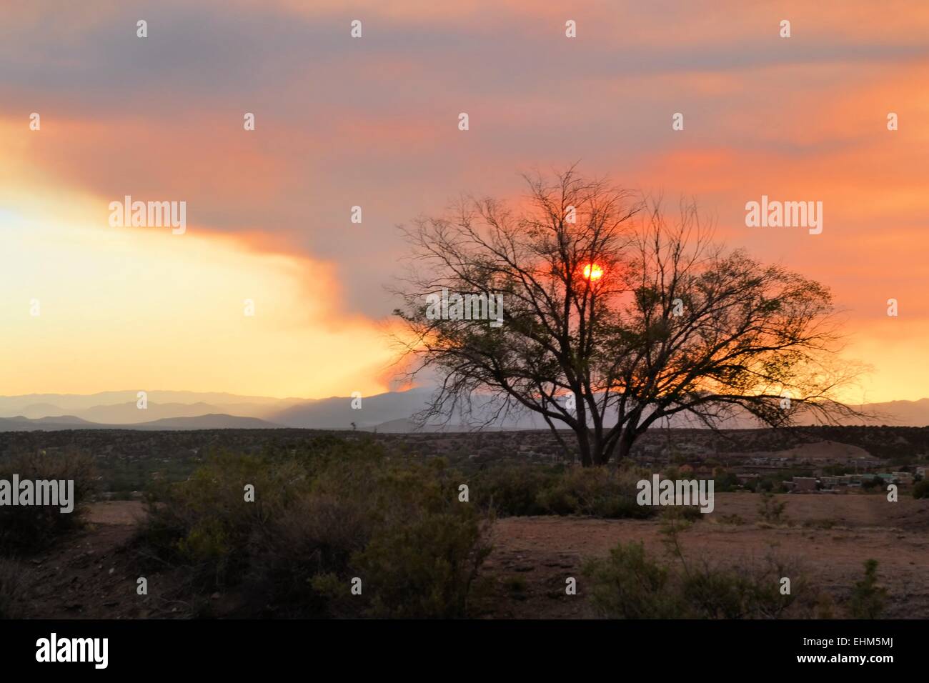 Albero con gli incendi forestali in distanza Foto Stock