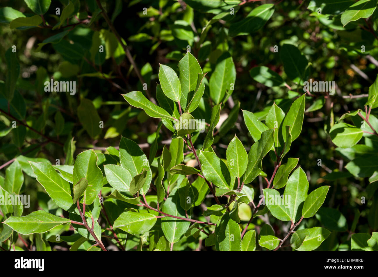 Foglie e rami di italiano frangola, Rhamnus alaternus Foto Stock