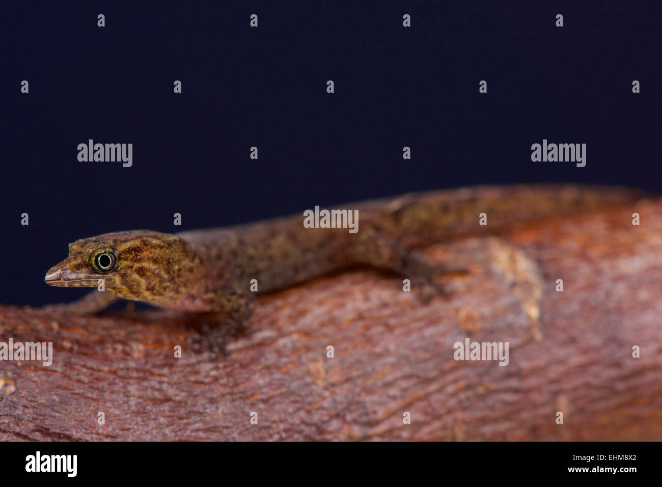 Nana Bequia gecko (Sphaerodactylus kirby) Foto Stock