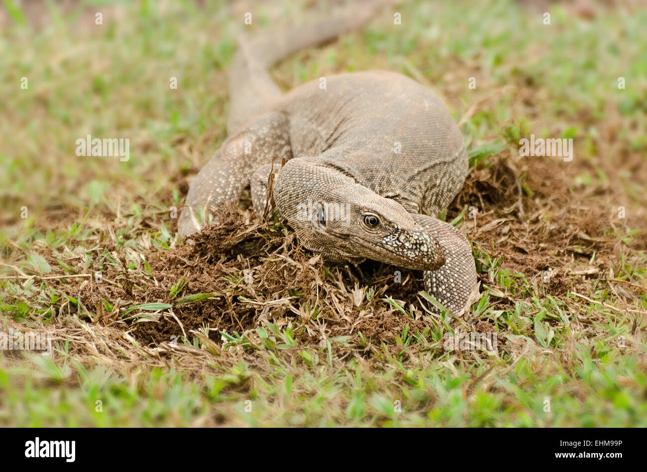Il Bengala monitor (Varanus bengalensis) o comuni monitor indiano, è un monitor lizard Foto Stock
