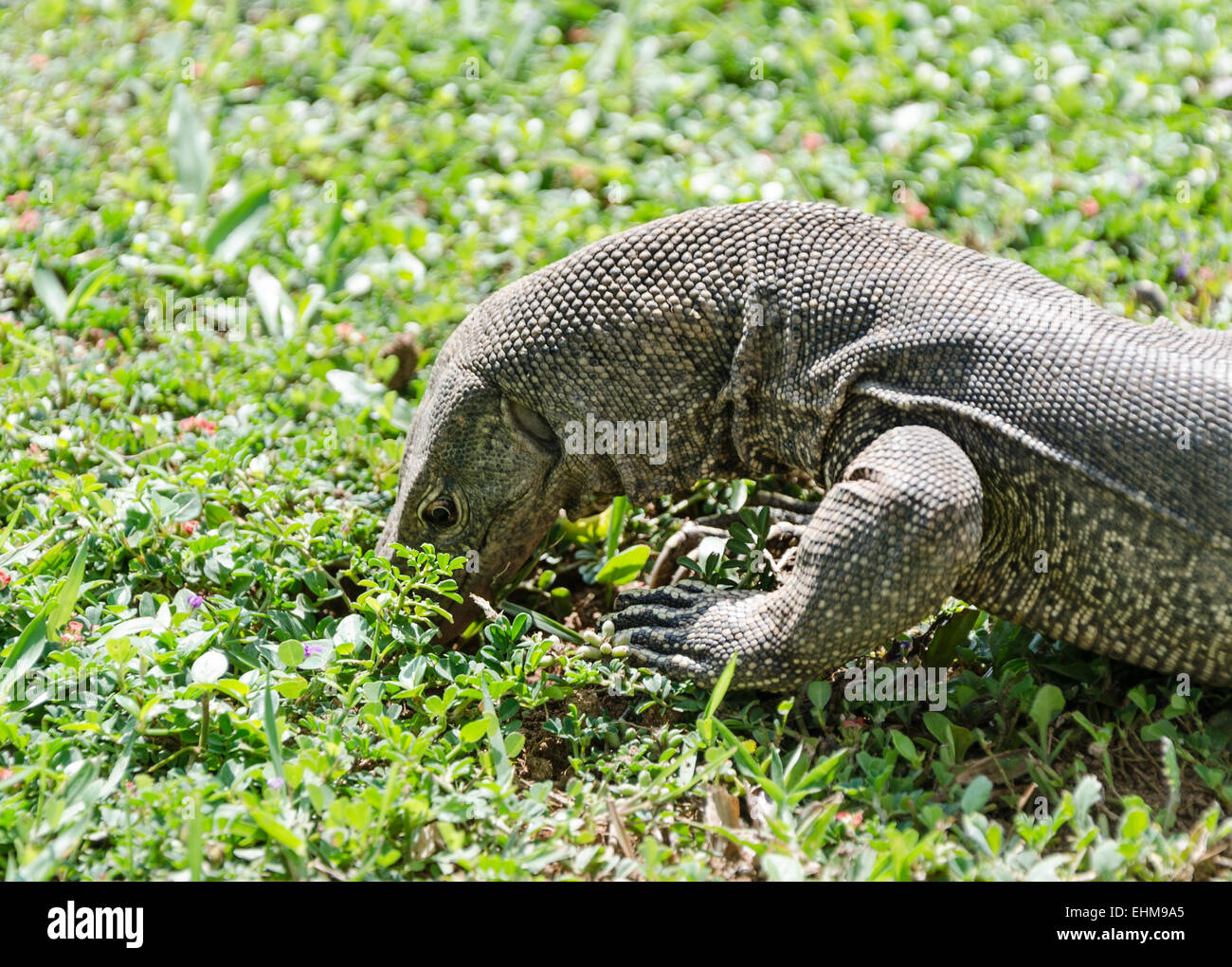 Il Bengala monitor (Varanus bengalensis) o comuni monitor indiano, è un monitor lizard Foto Stock