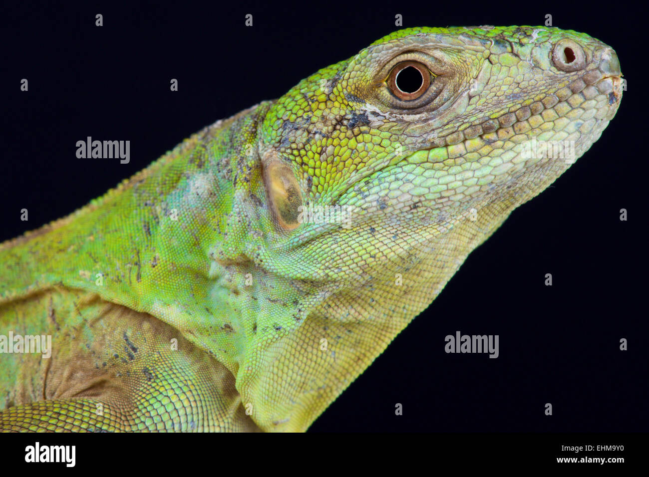 Cinque-keeled spinoso-tailed iguana (Ctenosaura quinquecarinata) Foto Stock