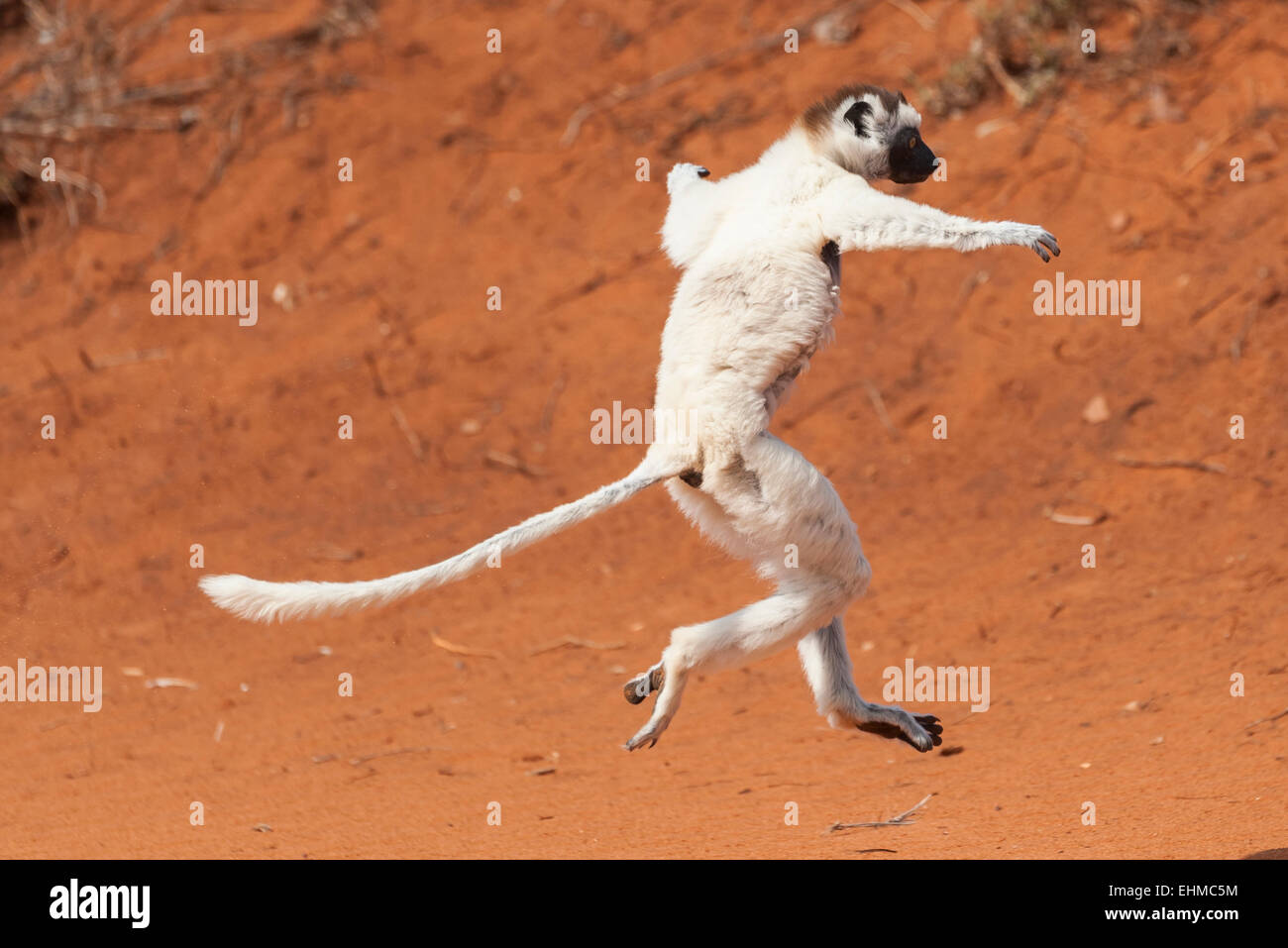 Un 'dancing' Verreaux's Sifaka o bianco (Sifaka Propithecus verreauxi), Madagascar Foto Stock