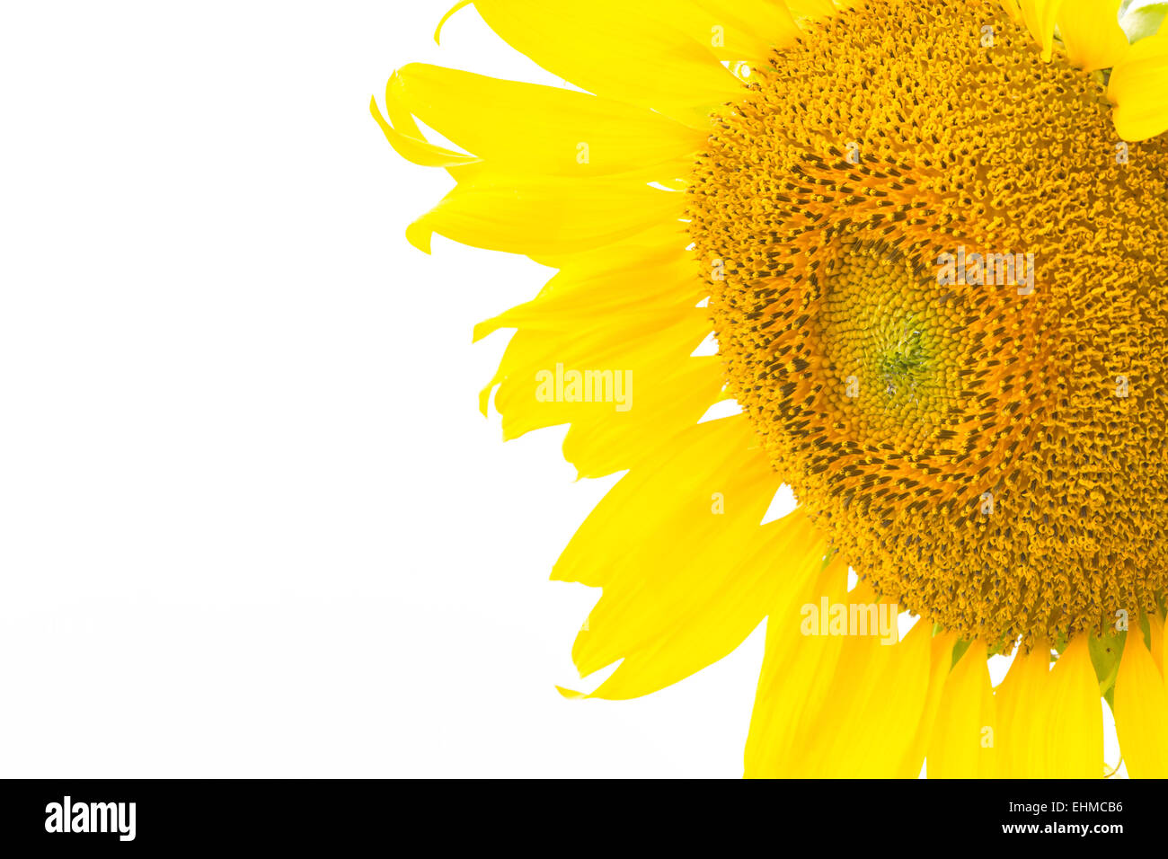 Bellissimo fiore giallo, girasole, isolati su sfondo bianco Foto Stock