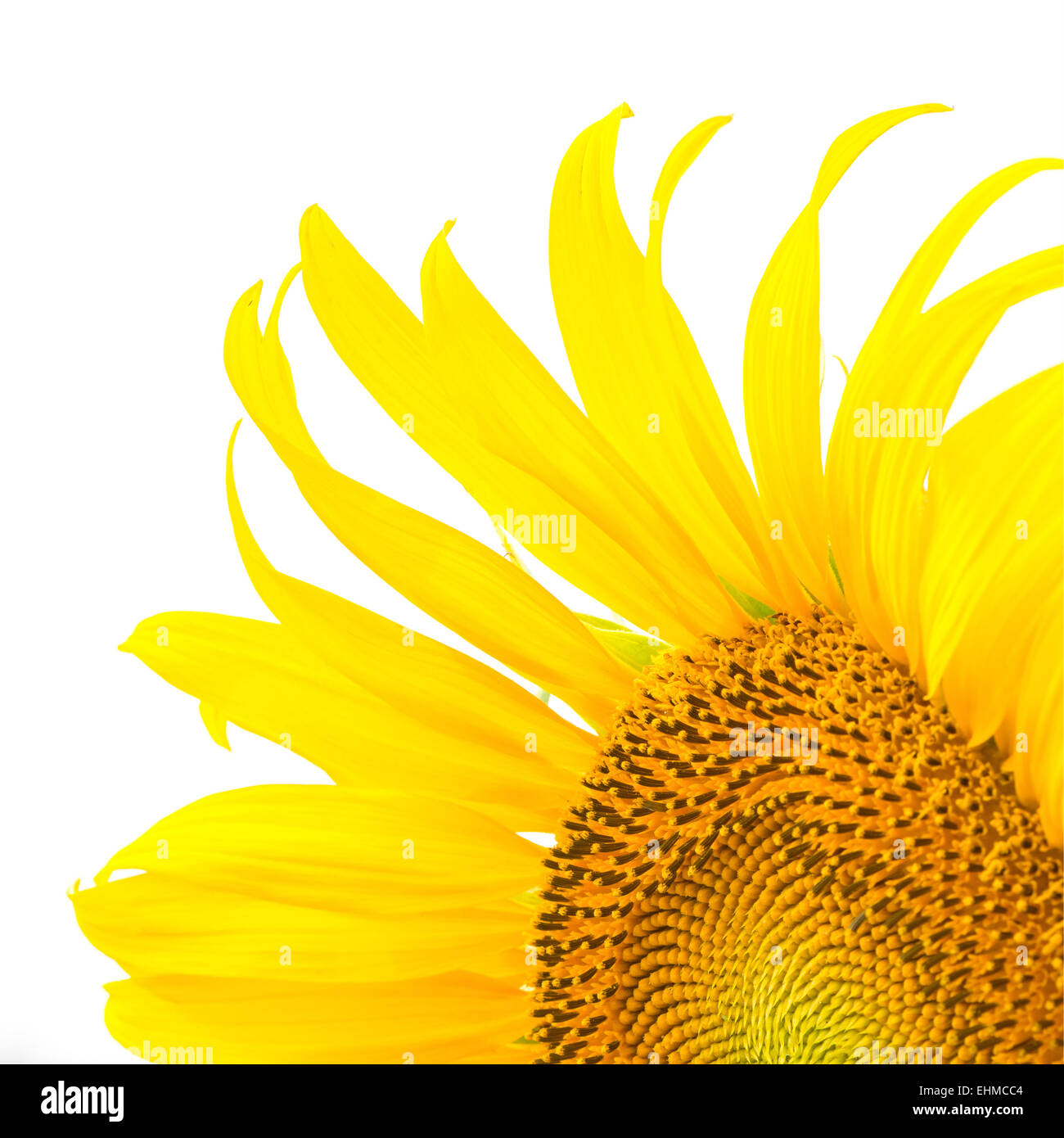 Bellissimo fiore giallo, girasole, isolati su sfondo bianco Foto Stock
