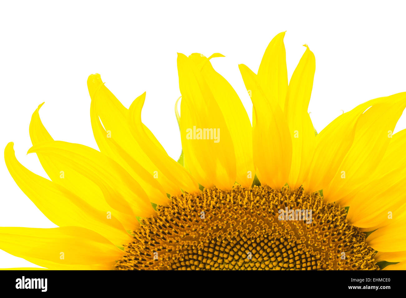 Bellissimo fiore giallo, girasole, isolati su sfondo bianco Foto Stock