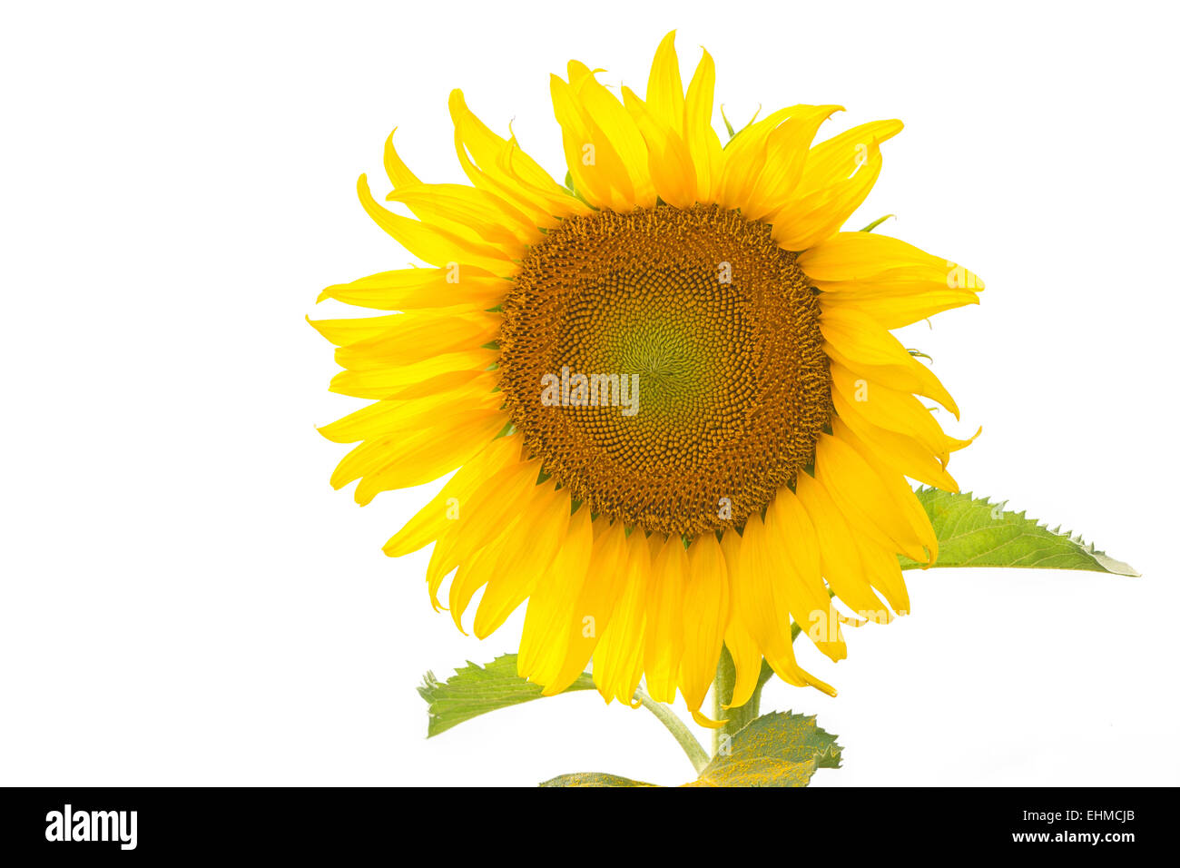 Bellissimo fiore giallo, girasole, isolati su sfondo bianco Foto Stock