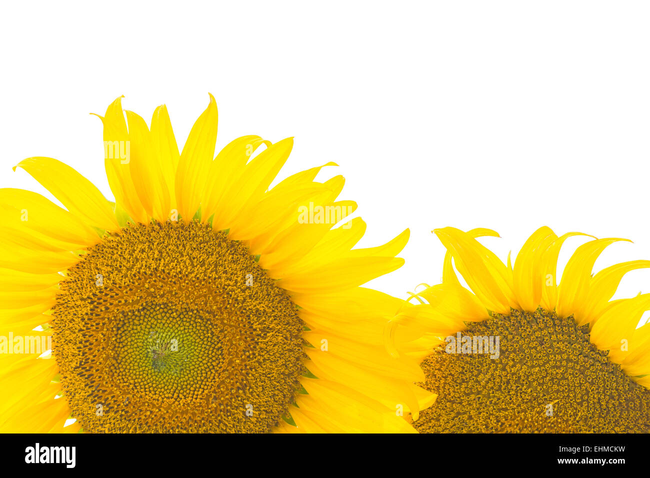 Bellissimo fiore giallo, girasole, isolati su sfondo bianco Foto Stock