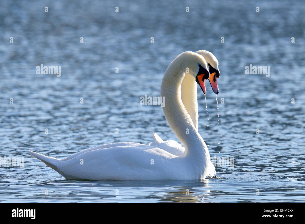 Cigni (Cygnus olor), coppia, comportamento di corteggiamento, Lago di Zugo, cantone di Zug, Svizzera Foto Stock
