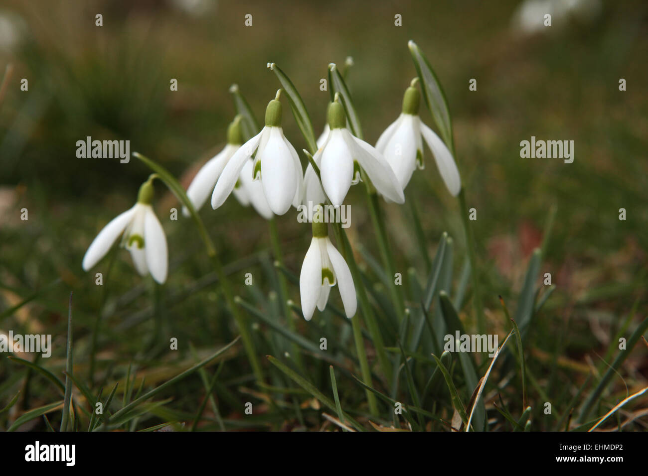 Comune (snowdrop Galanthus nivalis) in Steinbach nei pressi di Moritzburg, Sassonia, Germania. Foto Stock