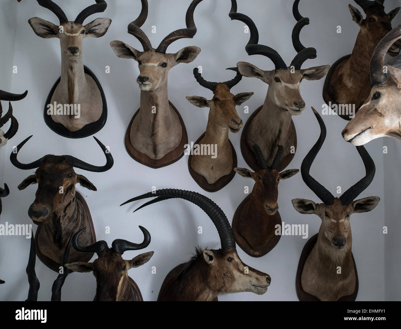 Ronda Spagna testine di animali montato su una parete Photo credit: David Levenson mail@davidlevenson.com Foto Stock