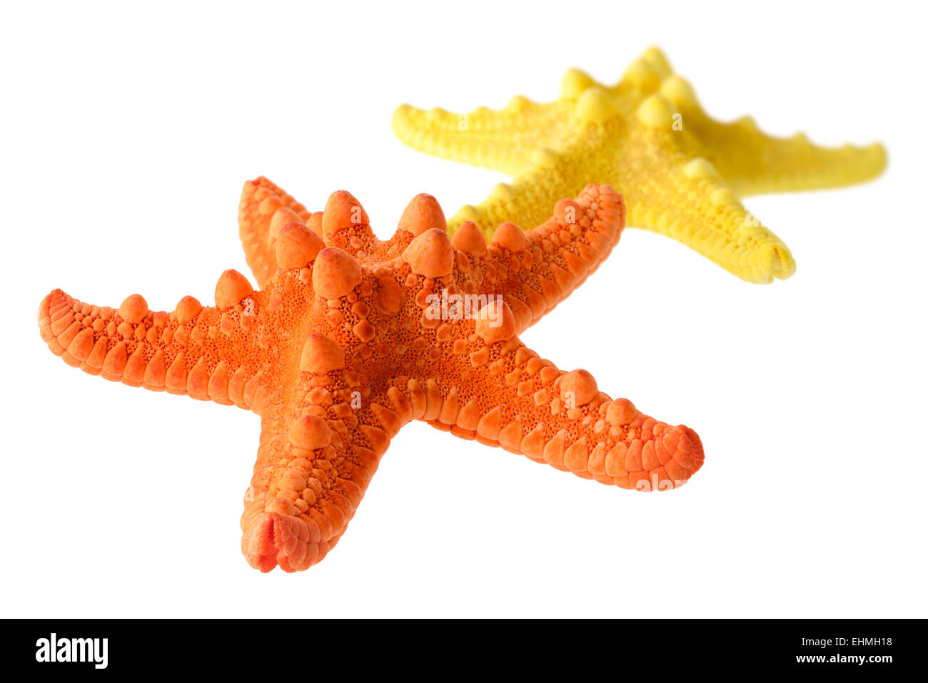 Oggetti isolati: due stelle marine, arancione e giallo, isolati su sfondo bianco, closeup shot, prospettiva blur Foto Stock
