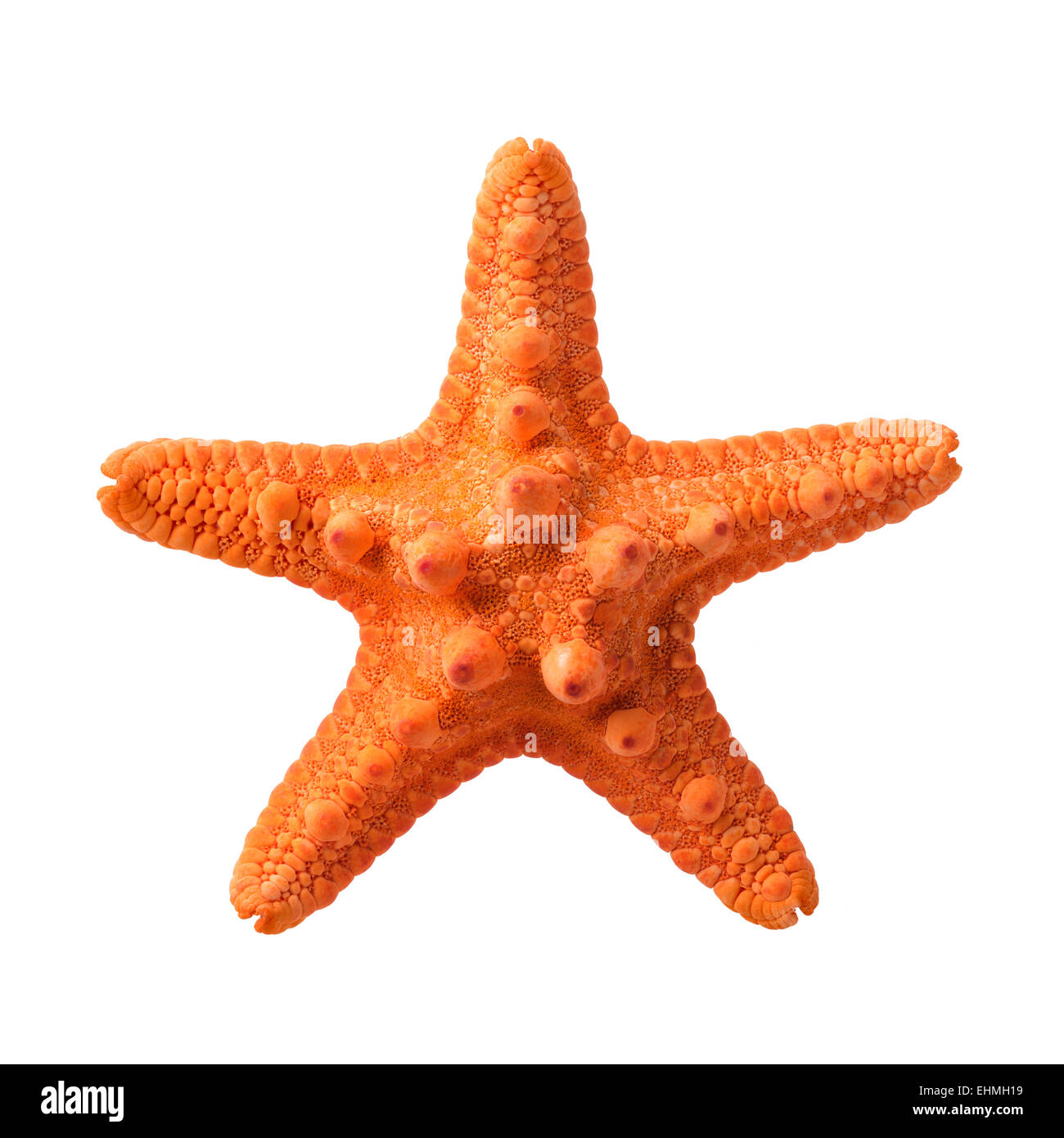 Oggetti isolati: arancione starfish, isolato su sfondo bianco, closeup shot Foto Stock