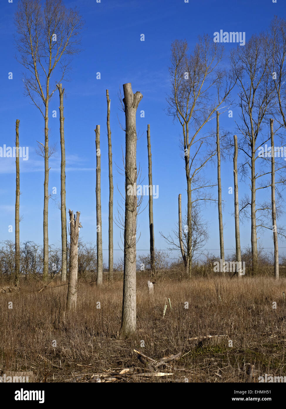 Alberi sfoltiti su Holme Fen in Cambridgeshire Foto Stock