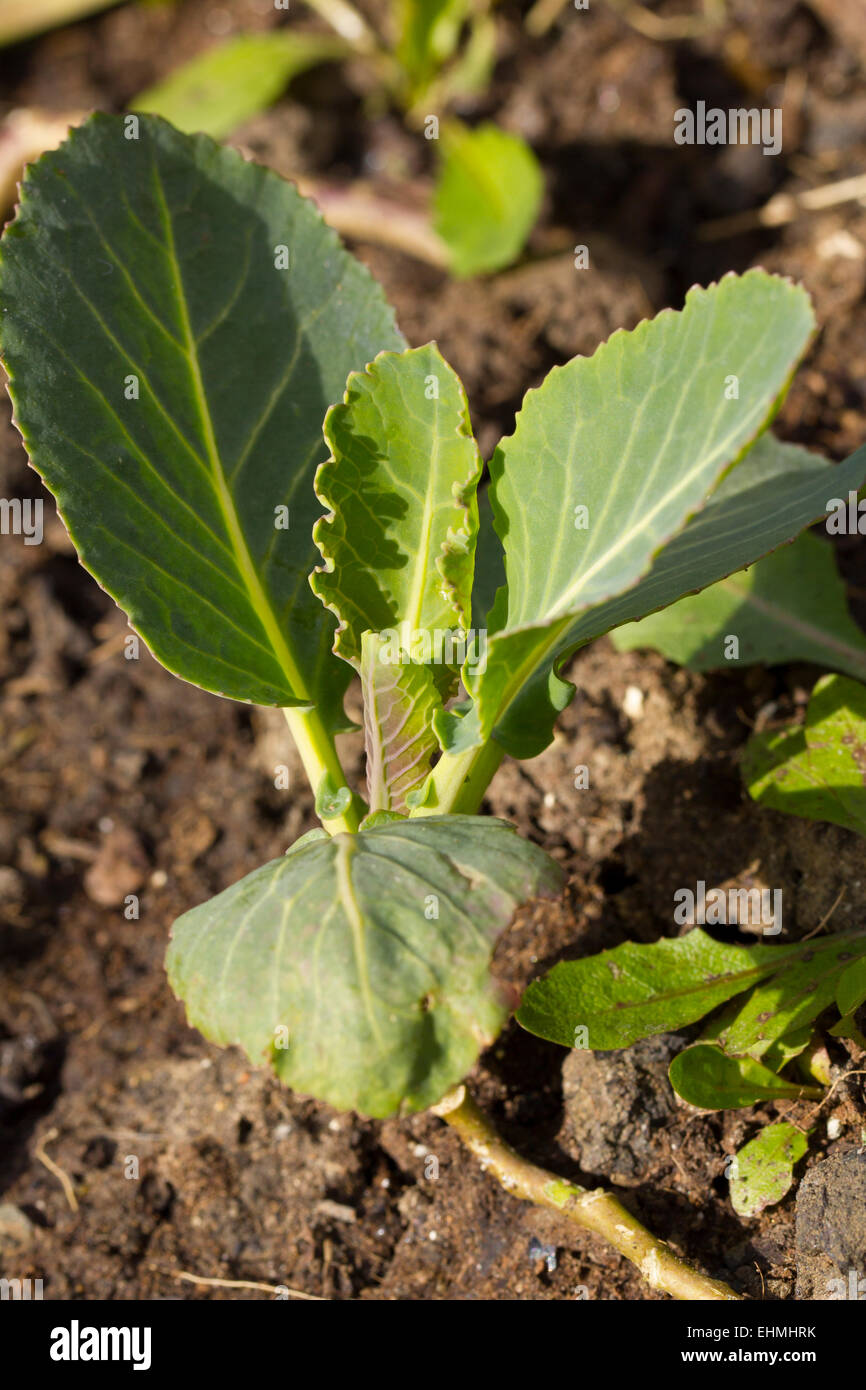 Unico brassica piantina Foto Stock