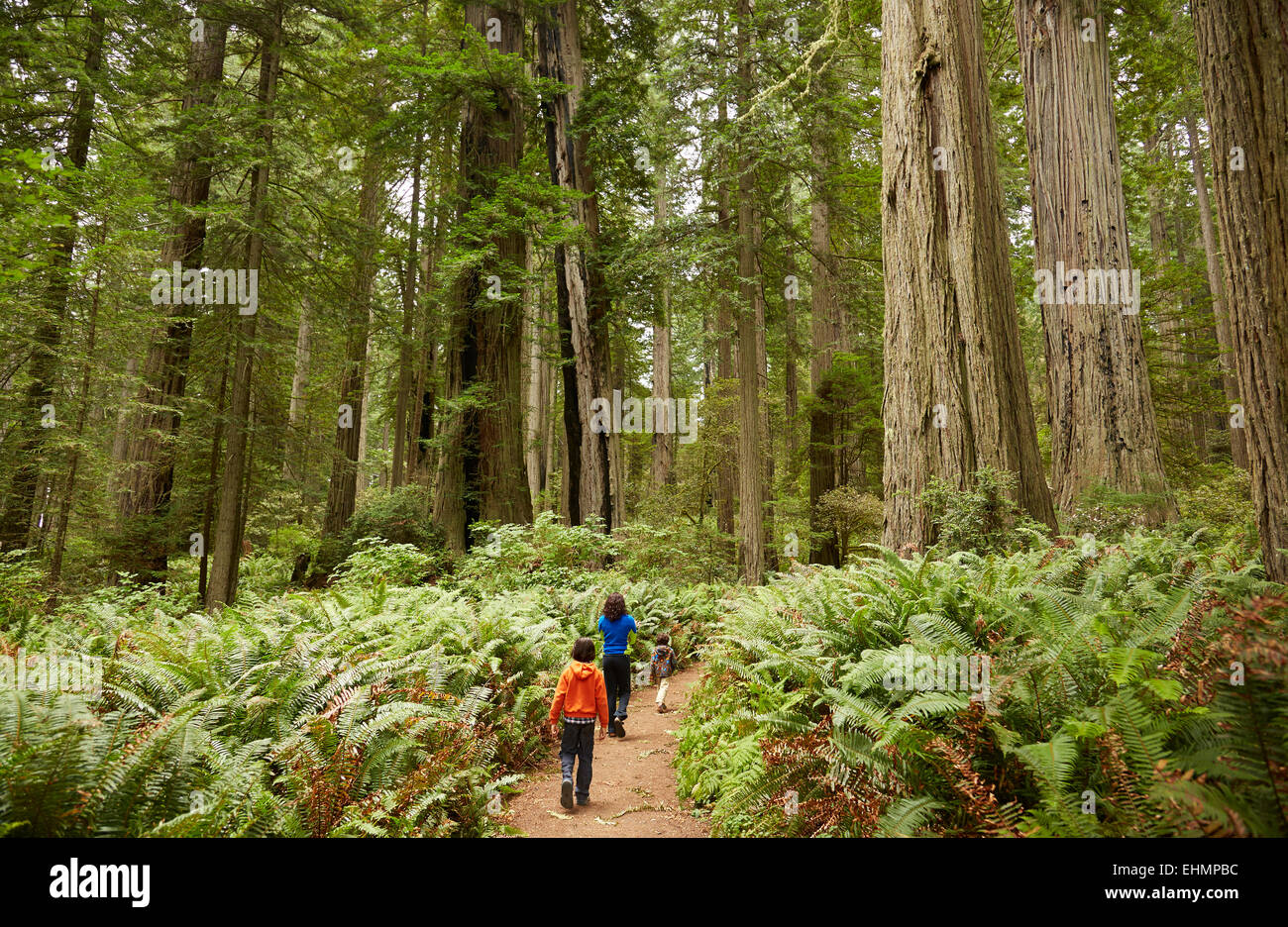 Razza mista bambini passeggiate in foresta Foto Stock