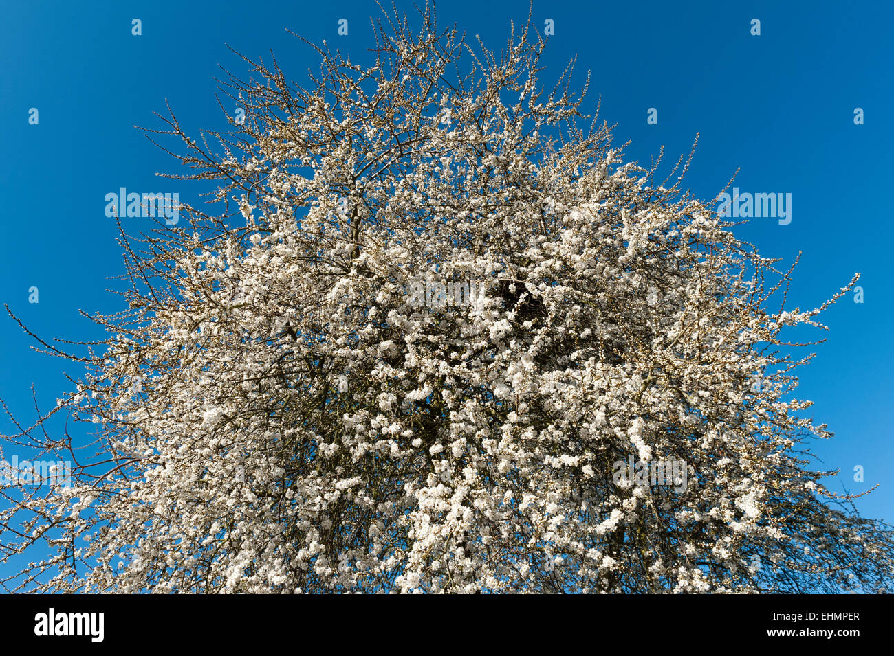 Un selvatico ciliegio (Prunus avium), noto anche come bird cherry o fisarmonica Gean in piena fioritura precoce in una siepe in Herefordshire, Regno Unito Foto Stock