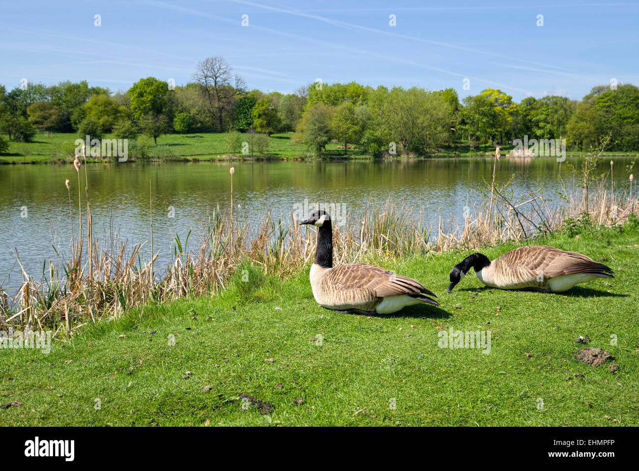 Due Oche del Canada seduto accanto al lago d'acqua dolce nel Derbyshire Inghilterra Foto Stock