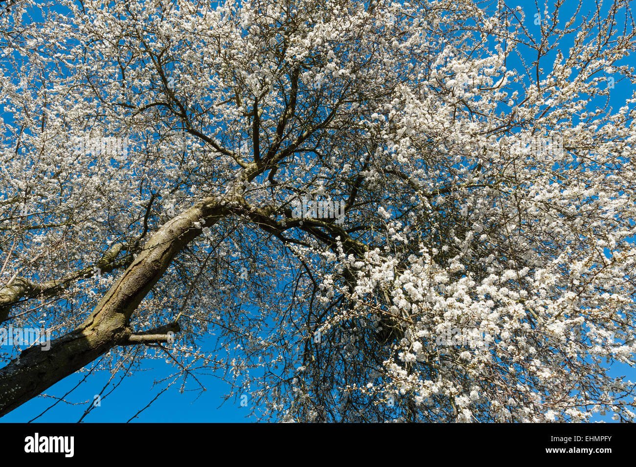 Un selvatico ciliegio (Prunus avium), noto anche come bird cherry o fisarmonica Gean in piena fioritura precoce in una siepe in Herefordshire, Regno Unito Foto Stock