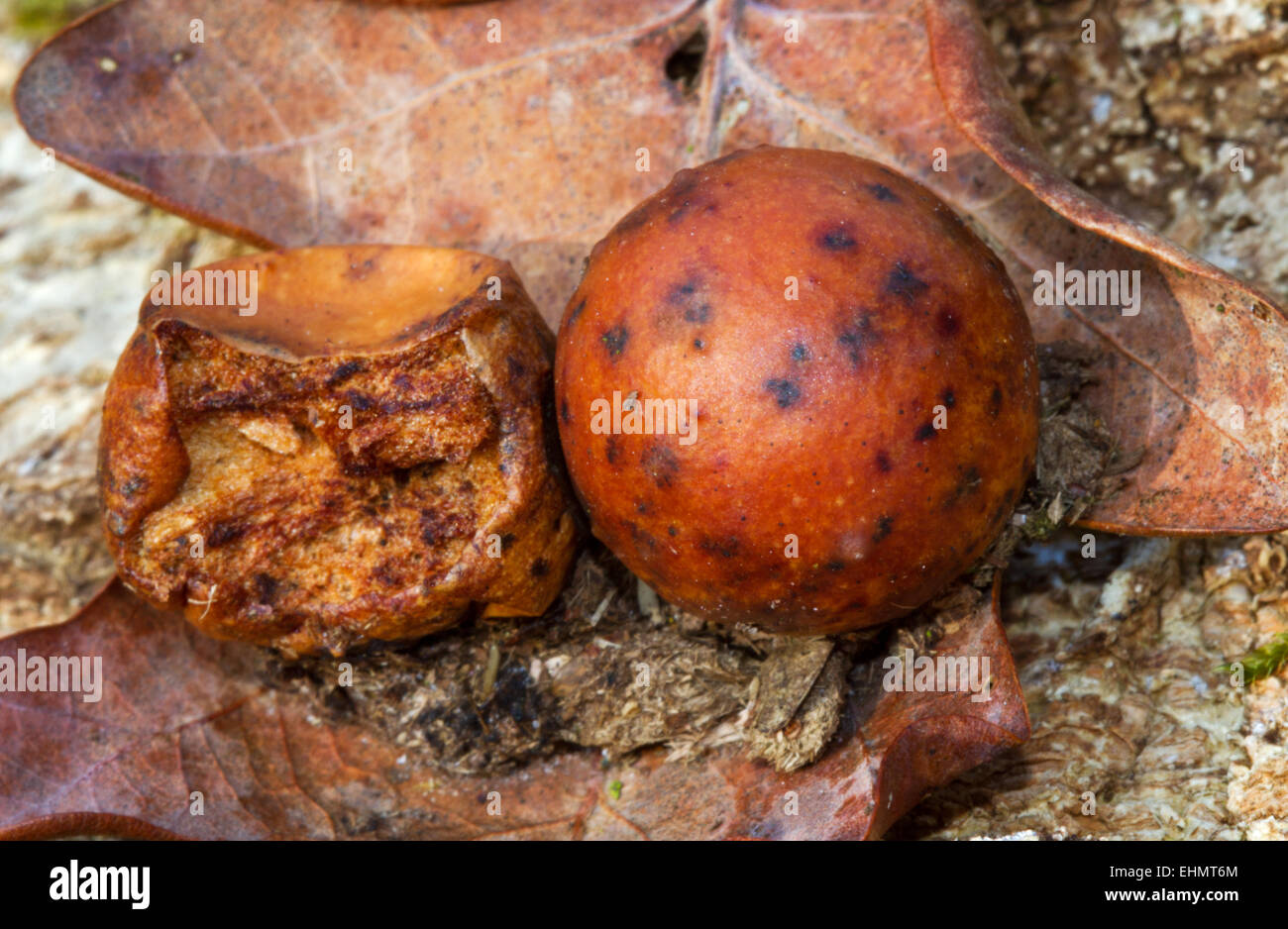 Due galli in marmo (di Andricus kollari) su una foglia di quercia, uno dei due rosicchiato Foto Stock