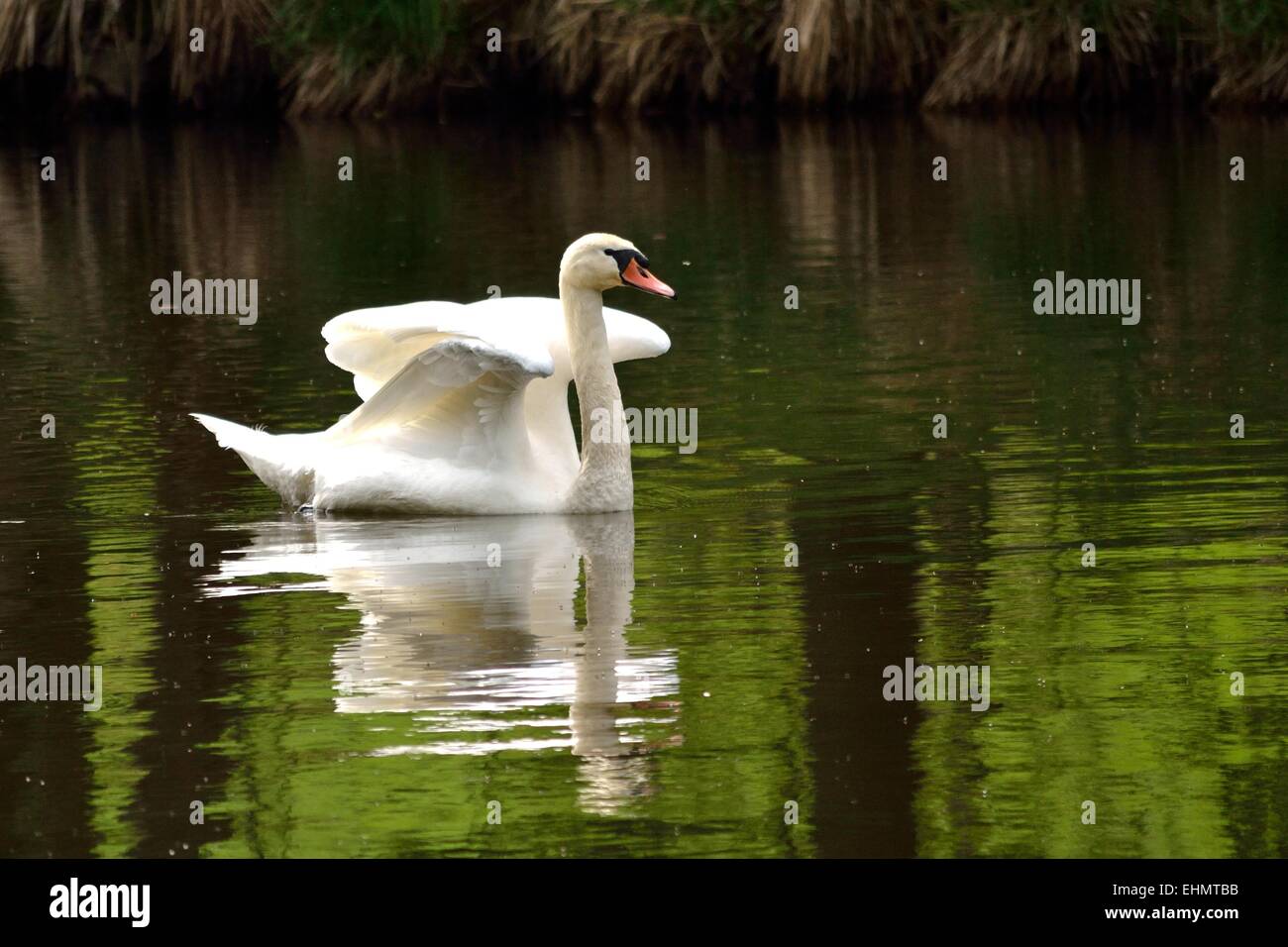 Nuoto swan ali di stiramento Foto Stock