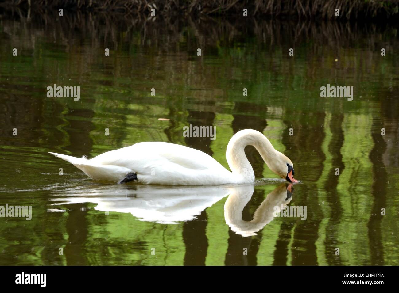 Swan nuotare nel fiume Foto Stock
