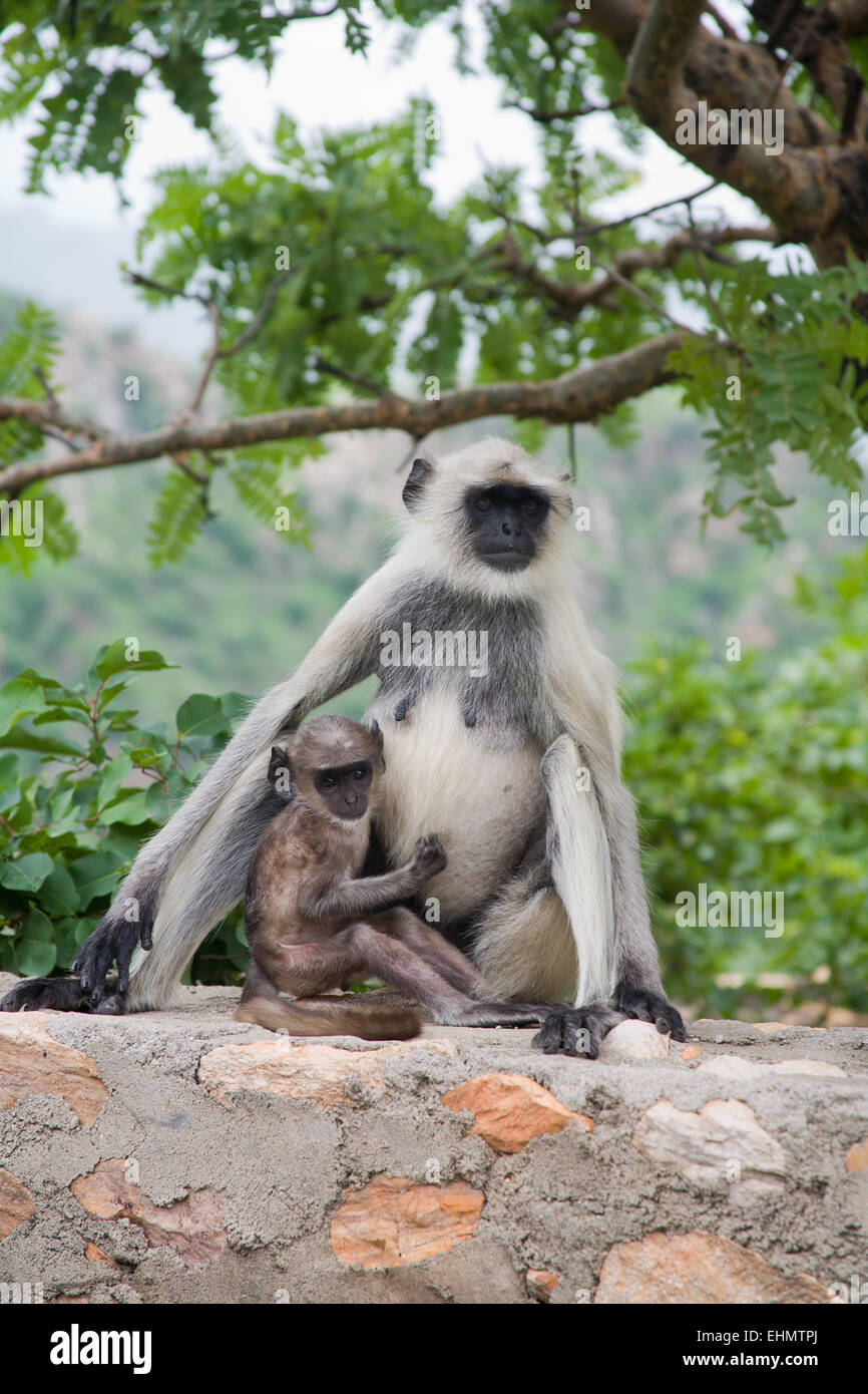 Pianure meridionali langurs grigio Foto Stock