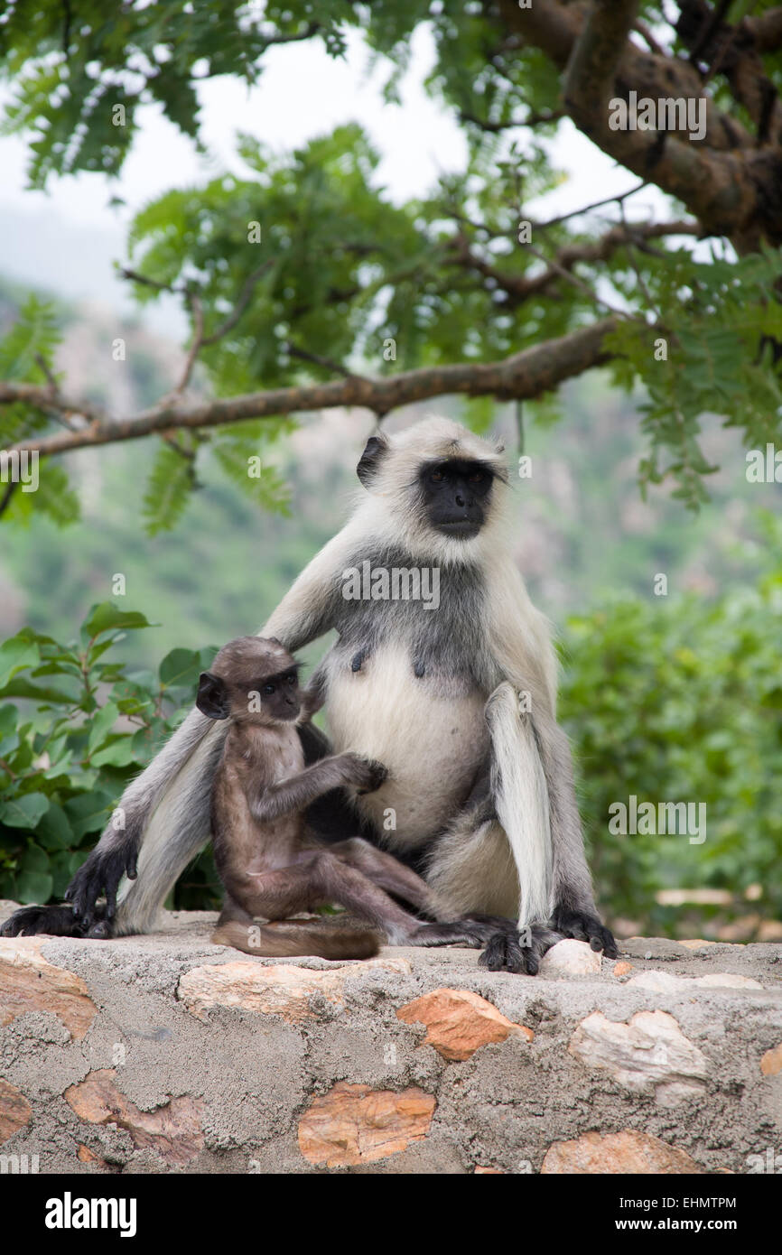 Pianure meridionali langurs grigio Foto Stock